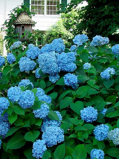 Hydrangea Nik Walton County Plant Nursery | Monroe Garden Center | Monroe Gardening