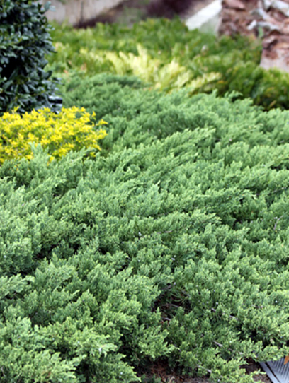 Walton County Plant Nursery | Monroe Garden Center ...